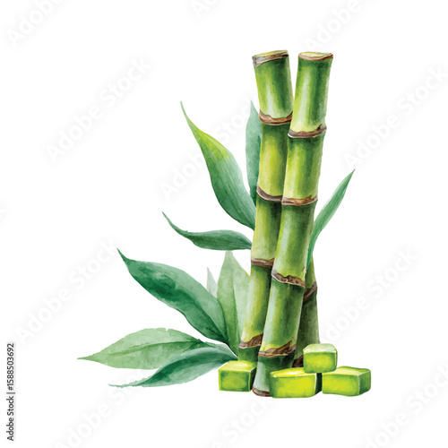 Watercolor illustration of sugar cane stalks and leaves with cut pieces on transparent background png vector