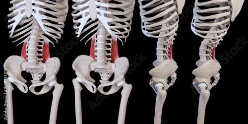 3d Illustration of Quadratus Lumborum Muscle Movement