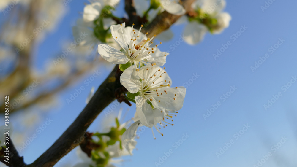 Fototapeta premium Abeilles travaillant dans les arbres fruitiers au printemps
