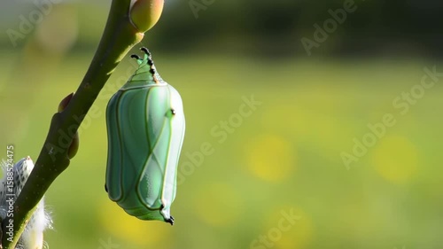 Butterfly chrysalis hanging on a branch, green background