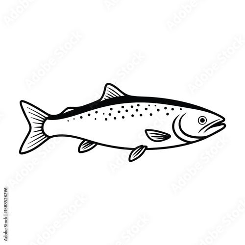 a Trout fish line art vector illustration. isolated white background