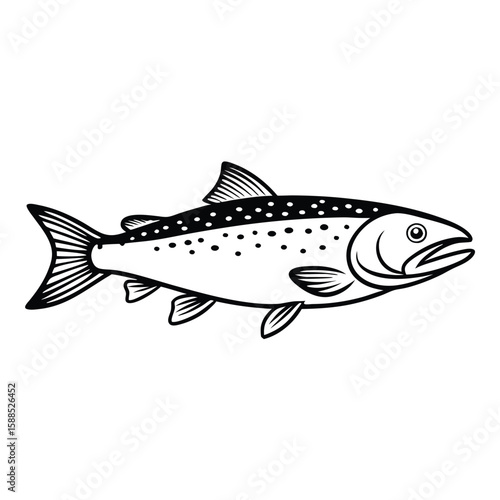 a Trout fish line art vector illustration. isolated white background