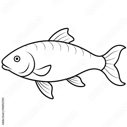Carp fish line art illustration, isolated white background 
