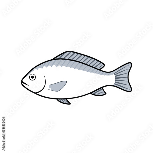Tilapia fish line art illustration, isolated white background