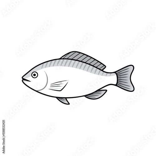 Tilapia fish line art illustration, isolated white background