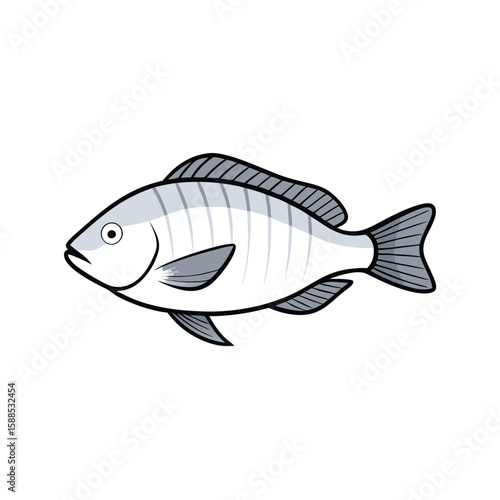 Tilapia fish line art illustration, isolated white background