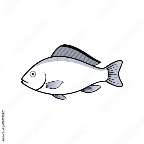 Tilapia fish line art illustration, isolated white background