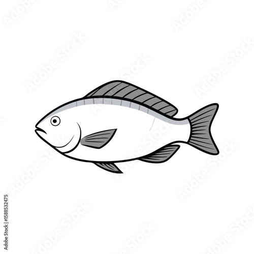 Tilapia fish line art illustration, isolated white background