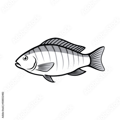 Tilapia fish line art illustration, isolated white background
