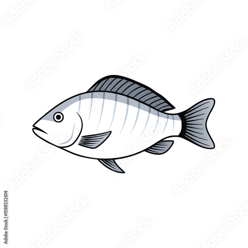 Tilapia fish line art illustration, isolated white background