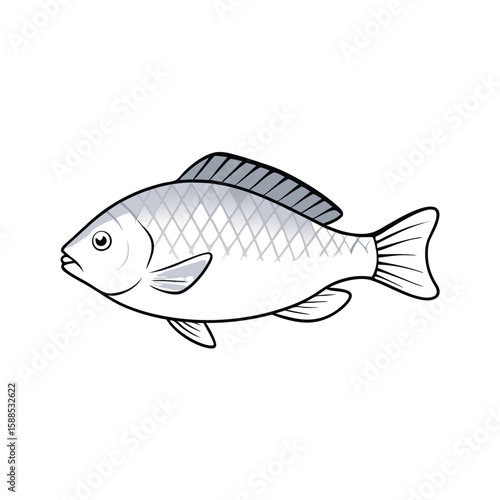 Tilapia fish line art illustration, isolated white background
