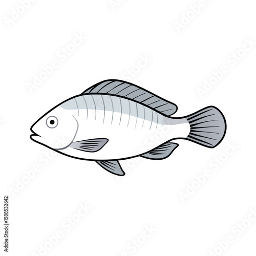 Tilapia fish line art illustration, isolated white background