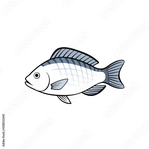 Tilapia fish line art illustration, isolated white background