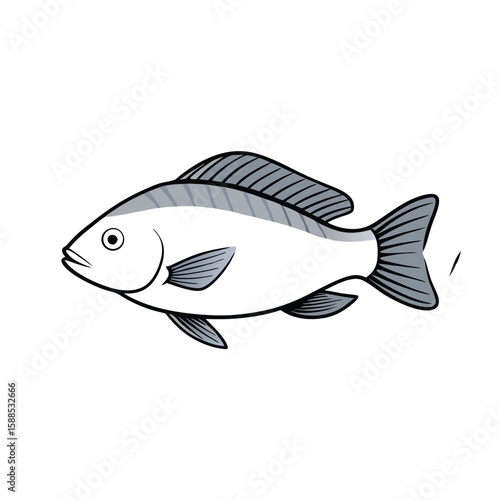Tilapia fish line art illustration, isolated white background