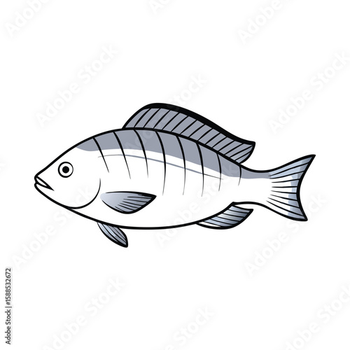 Tilapia fish line art illustration, isolated white background