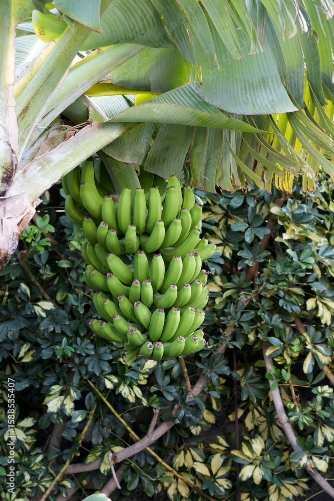 Obraz premium Bananenstaude