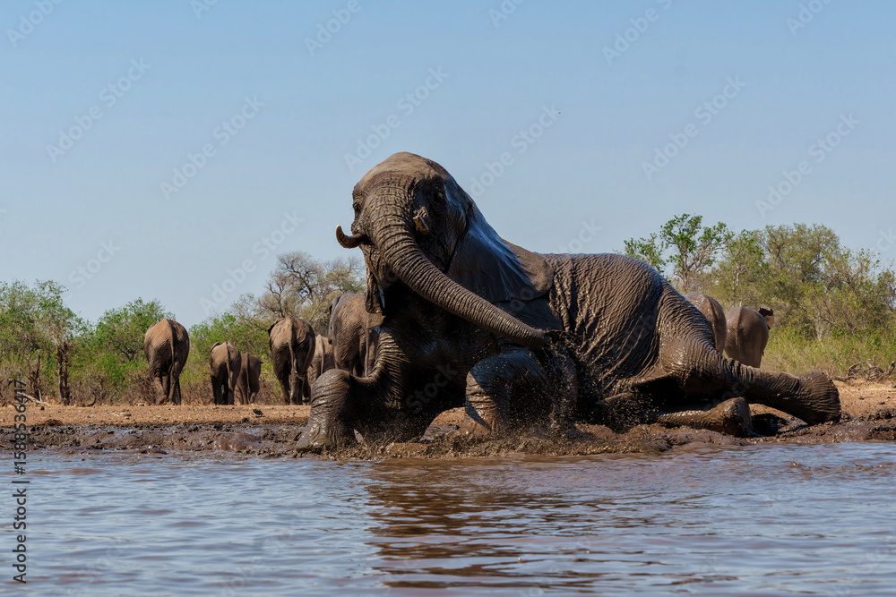 Fototapeta premium Elephants drinking ans taking a bath in a waterhole in Mashatu Game Reserve in the Tuli Block in Botswana.