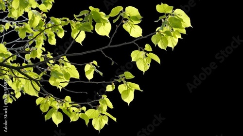 branch of limetree leaves with sunlight isolated on transparent background, alpha channel texture template overlay for springtime, design element nature composition decoration