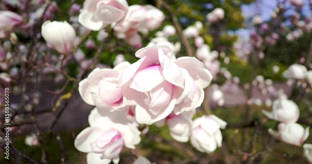 Spring landscape with white flower. Spring landscape with white flower.