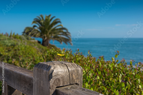 Amazing Landscape View on the West Coast of USA, Pacific Ocean, the City of Laguna Niguel, California, USA