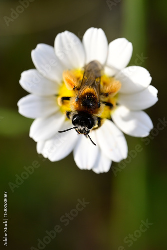 Hosenbiene // pantaloon bee, hairy-legged mining bee (Dasypoda hirtipes / Dasypoda altercator)