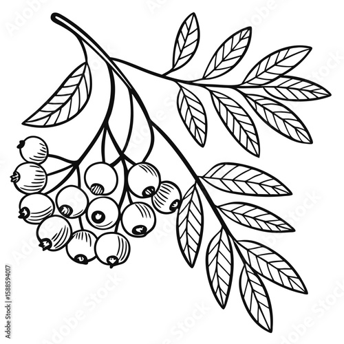 Rowan branch line art illustration