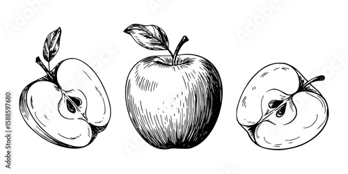 Artistic illustration of an apple and slices in detailed hand drawn style