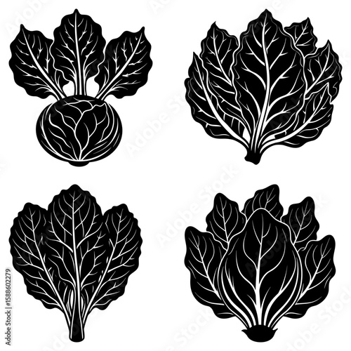 Illustration of four black and white vegetable plants with detailed leaf venation and bulbous root