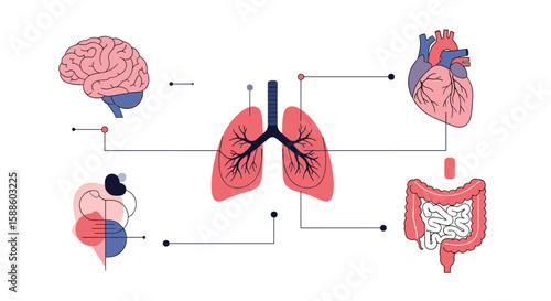 Understanding the interconnected systems of the human body including brain lungs heart and intestines