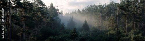Panoramic view of misty forest 360 degrees hdr landscape tranquil natural environment