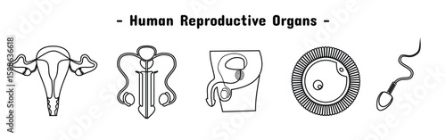 human reproductive organ set design. ovaries, penis, sperm and egg cells.