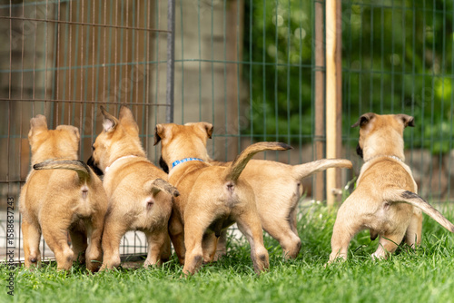 Photography Playful Belgian Malinois puppies running and playing on a green grass field outdoors on a sunny day
