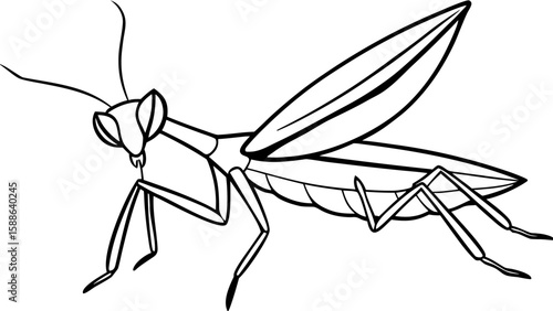 Praying Mantis Fine Line Drawing Black and White insect