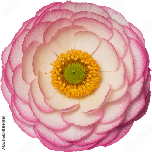 Top View of Blooming Pink Flower