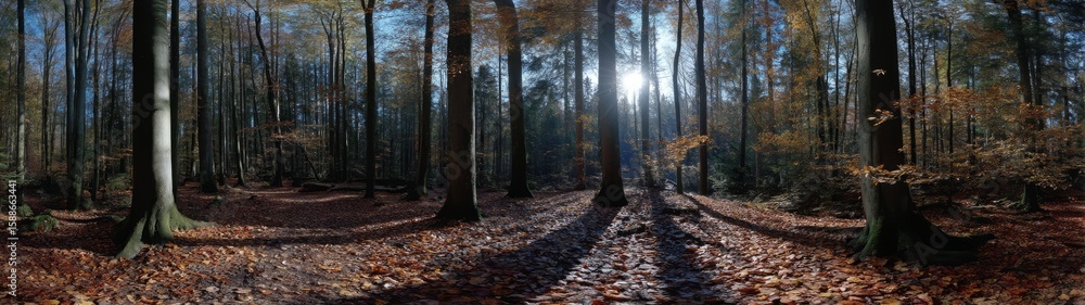 Fototapeta premium Panoramic 360 degrees hdr nature scene in autumn forest high-definition hdri viewpoint