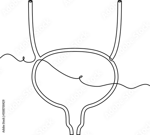one line art Bladder vector illustration. line art, one continuous line, simple, hand drawn and sketch style. for icons, symbols, signs or logos. PNG