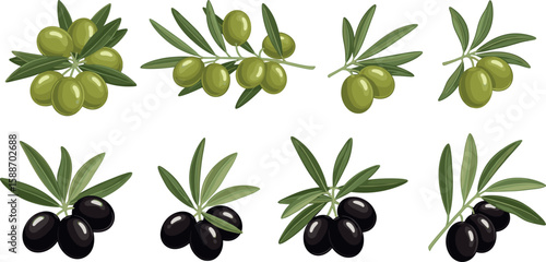 Green and black olives branch