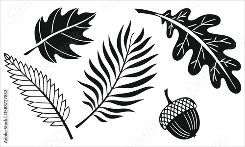 Oak leaves fern frond acorn oak leaf autumn