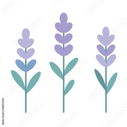 Glowing lavender flowers in minimal style on transparent background