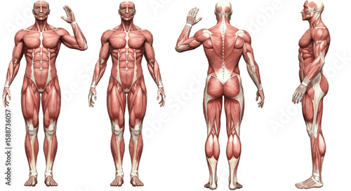 human body anatomy