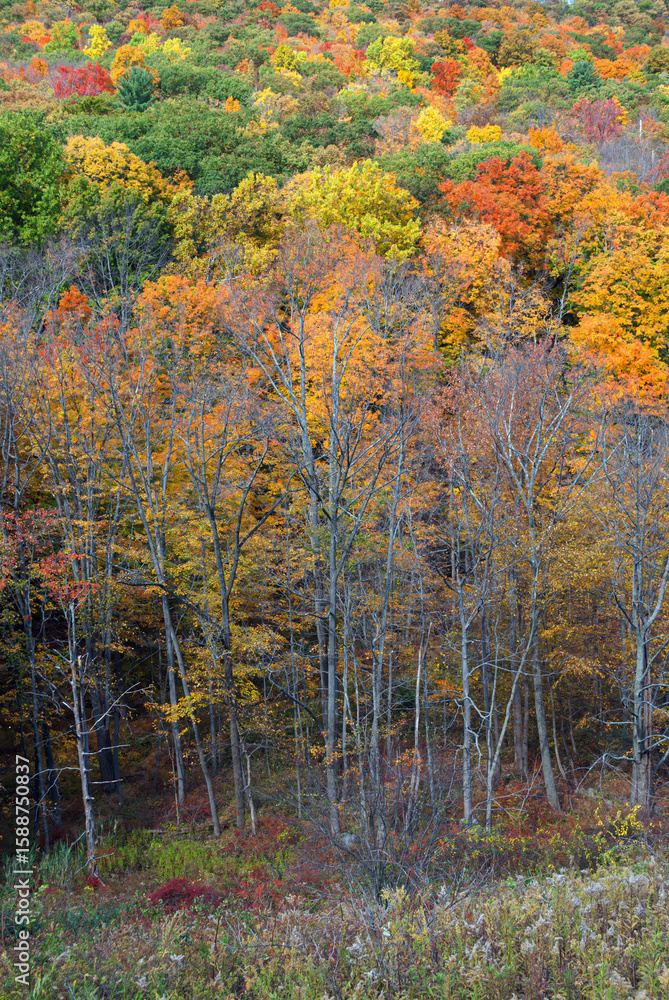 Fototapeta premium Autumn Tapestry 10