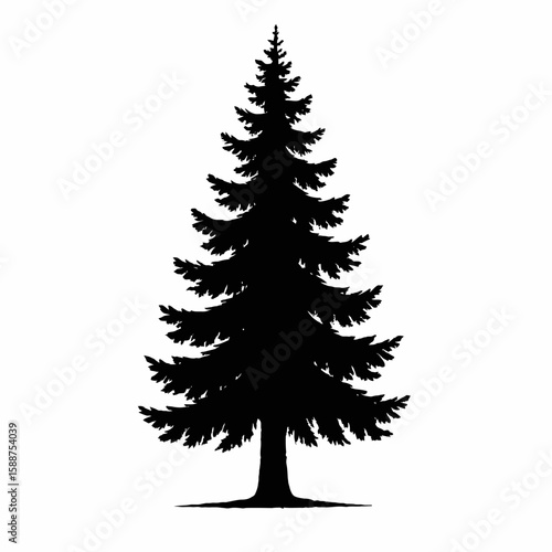 Tall Silhouette of Pine Tree on White Background