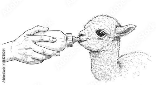 Vintage retro sketch of a hand feeding a baby alpaca with a milk bottle, animal rescue care – a hand drawn black and white vector doodle illustration, engraving or woodcut svg

