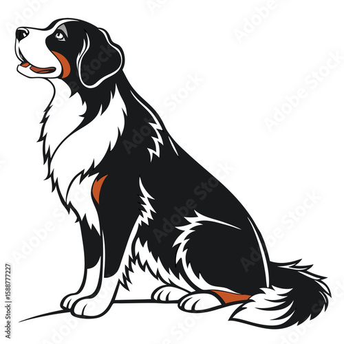 Bernese mountain dog sitting, isolated on white background