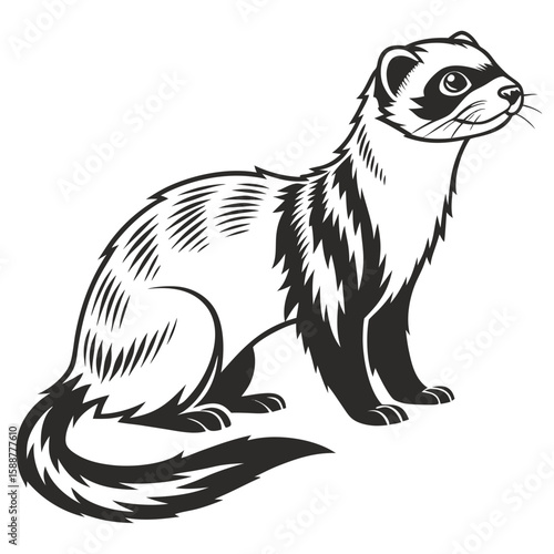 A curious ferret sitting and looking up, black and white illustration