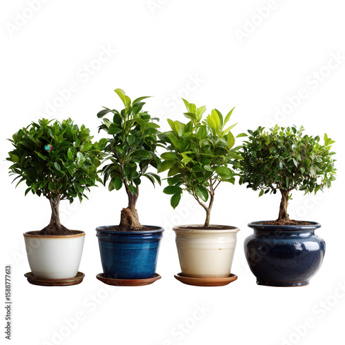 Wallpaper Mural Four beautifully crafted bonsai plants in decorative pots, showcasing vibrant green foliage on a white isolated background. Torontodigital.ca