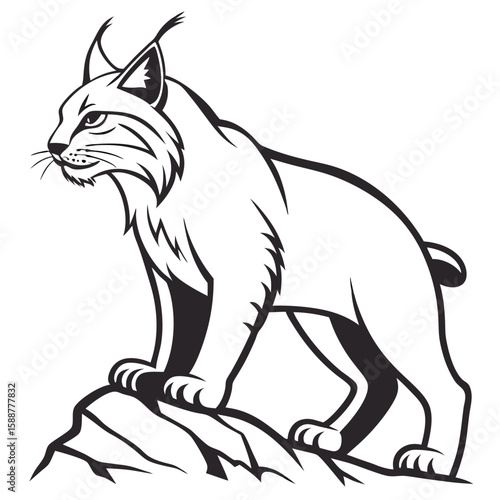 A lynx stands on a rock looking alert
