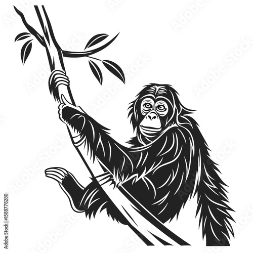 An orangutan climbing a tree branch, isolated on white