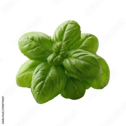 Fresh basil leaves, vibrant green color, perfect for culinary uses, aromatic and flavorful, isolated on a white background.