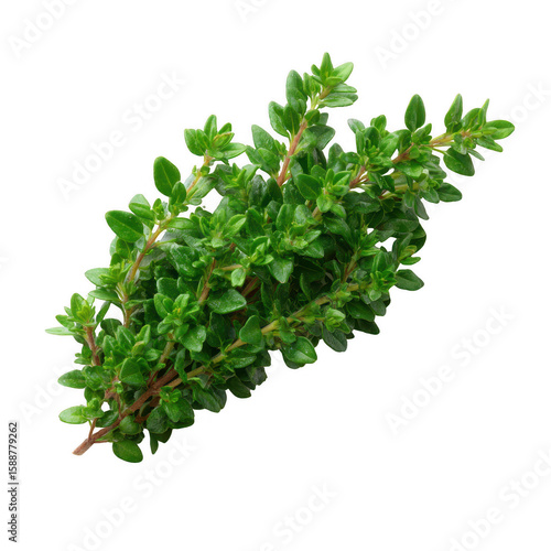 Fresh bundle of green thyme leaves, isolated on white background, highlighting the texture and vibrancy of the herb for culinary and aromatic uses.